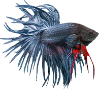 Fantail Ryukin