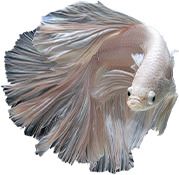 Splendidus Fish